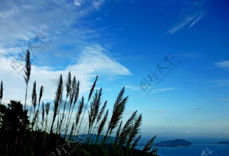 蓝天下的芦草图片