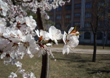 桃花图片