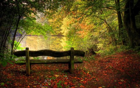 秋天森林长木凳子图片