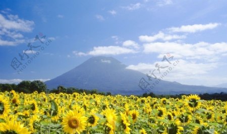 羊蹄山向日葵图片