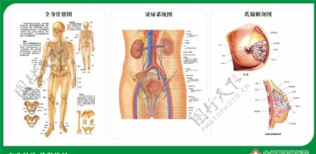 骨骼图泌尿系统图乳腺解剖图图片