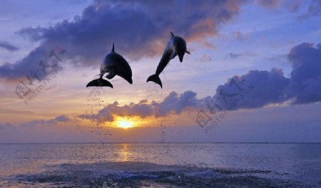 海豚大海图片