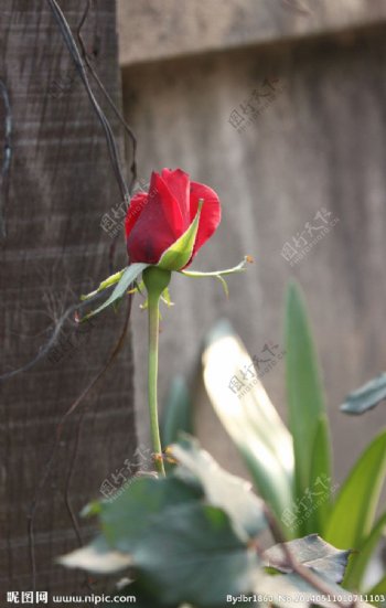 孤独的玫瑰图片