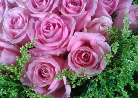 粉色玫瑰图片