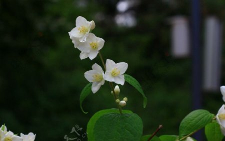 花花草草图片