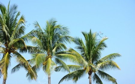 夏威夷海滩棕榈树图片