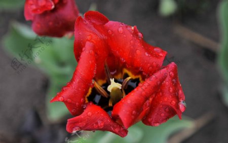 雨后红色郁金香图片