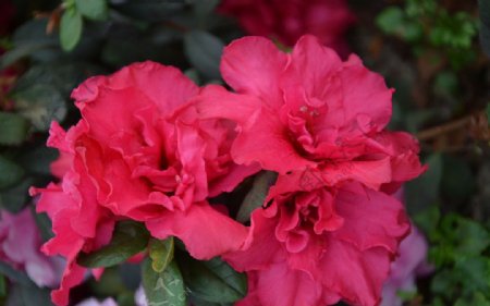 映山红花卉图片