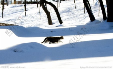 雪地里的猫图片