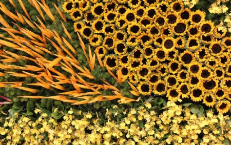 黄色针刺花瓣图片