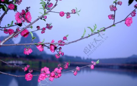 山水桃花图片