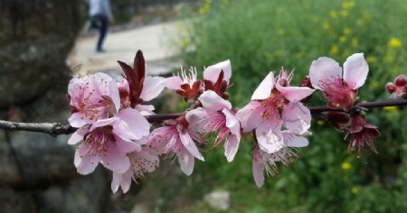 坪盘山庄桃花特写图片