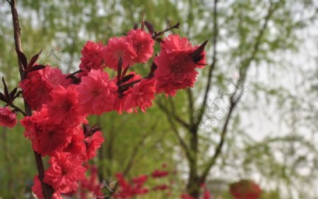 樱桃沟的梅花图片