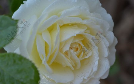 白玫瑰花心图片