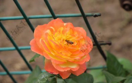 月季花与蜜蜂图片