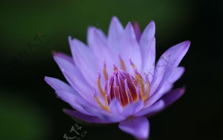 紫色睡莲花开图片