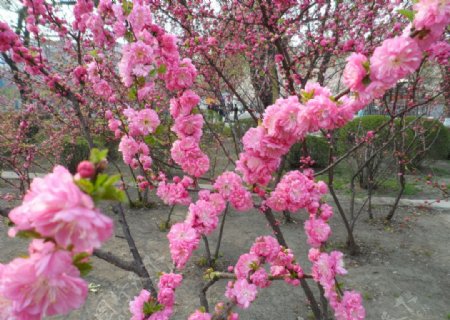 榆叶梅花图片