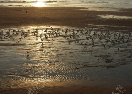沙滩海鸥图片