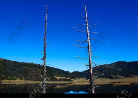 挺立藏区高原的枯木图片