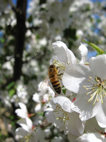 海棠花白色蜜蜂图片