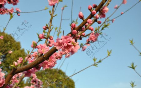 桃花树枝蓝天图片