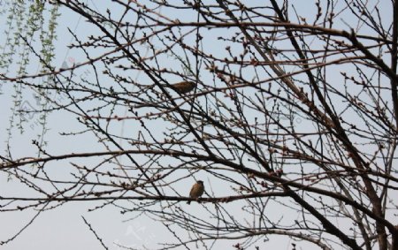 小鸟站在桃花树枝上图片