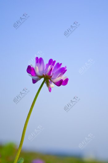 紫云英图片