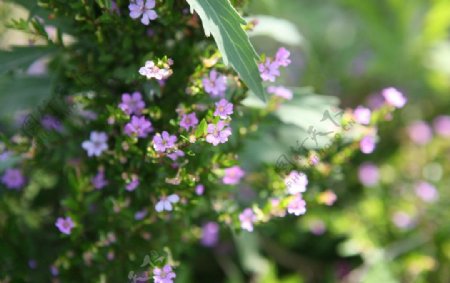 浪漫野花植物图片