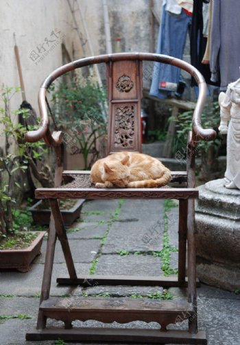木椅上的小猫图片