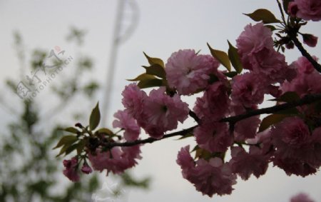 渭水樱花图片