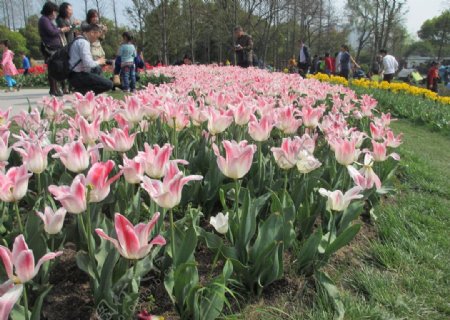 上海植物园郁金香图片
