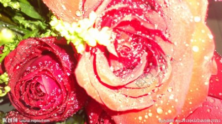 鲜嫩玫瑰绿叶花瓣图片