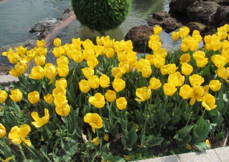 上海植物园郁金香图片