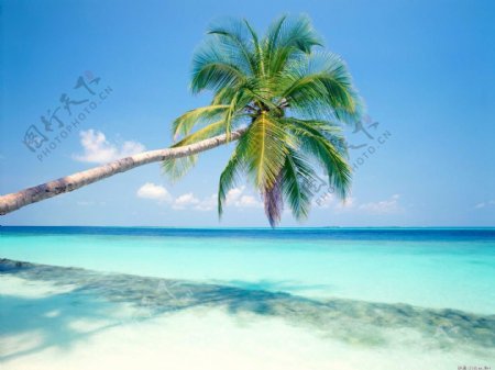 海边椰树图片