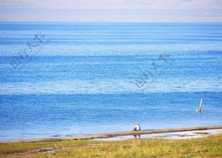 青海湖图片