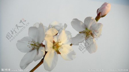 迎春花图片
