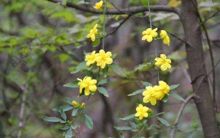 小黄花图片