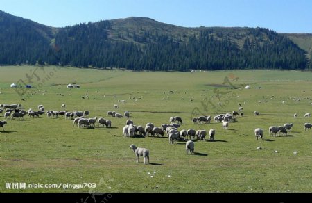 草原与牧羊群图片