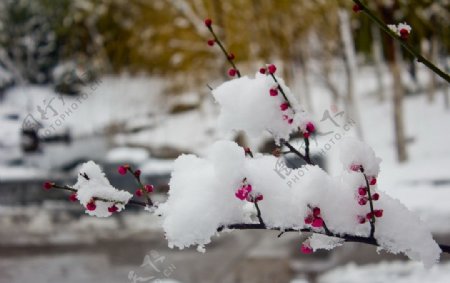 梅花图片