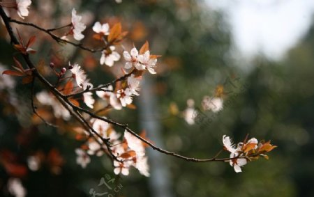 红叶樱花图片