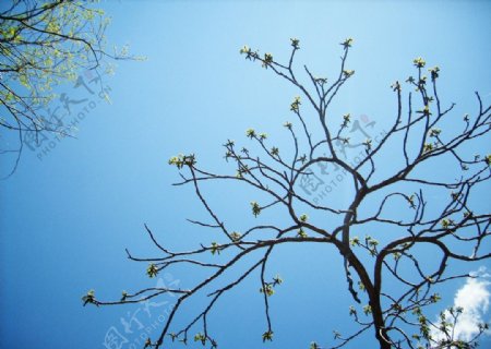 山野核桃树图片