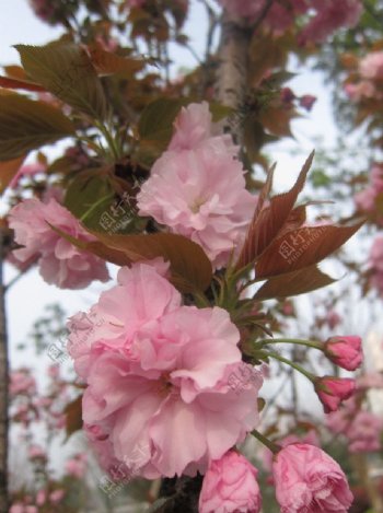 粉红簇拥海棠花图片