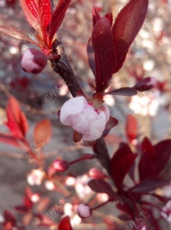 花苞花瓣花朵图片