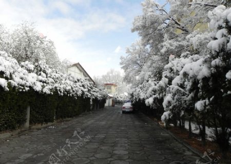 2010雪景图片