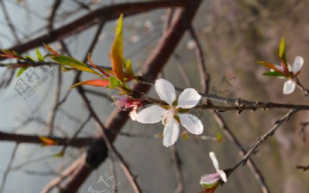 桃花图片