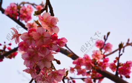 高清红色樱花图片