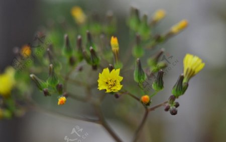 黄花图片