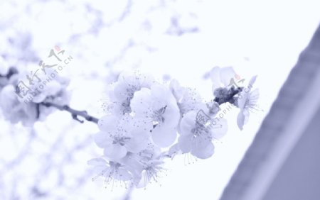 黑白杏花图片