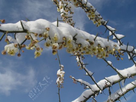 雪中的青刺果花图片