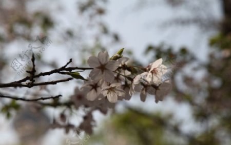 玉渊潭樱花图片